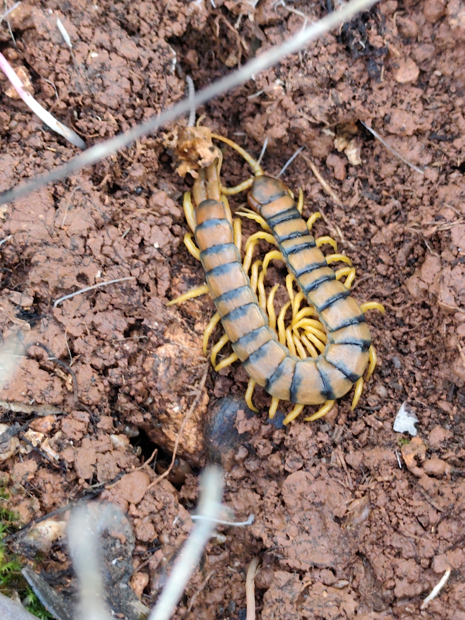 Scolopendra cingulata Latreille, 1829