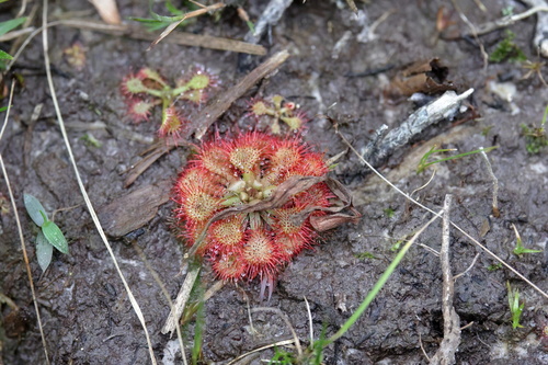 Pink sundew