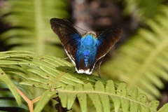 Astraptes habana