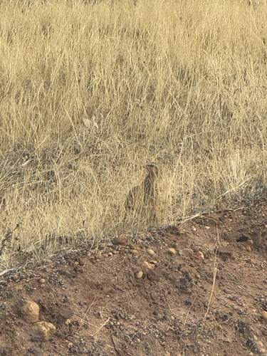 Stubble Quail (Coturnix pectoralis)
