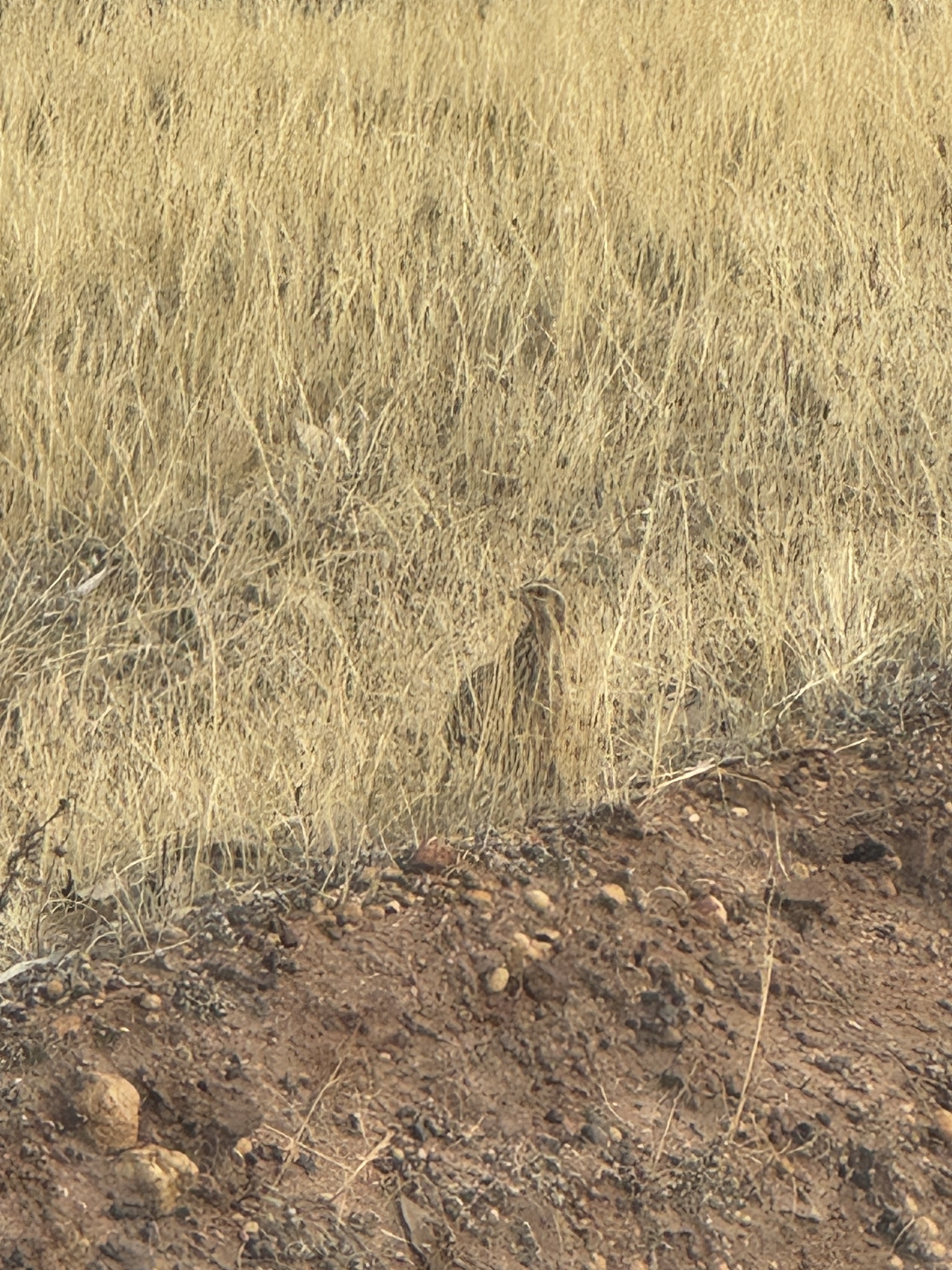 Stubble Quail (Coturnix pectoralis), photo 1