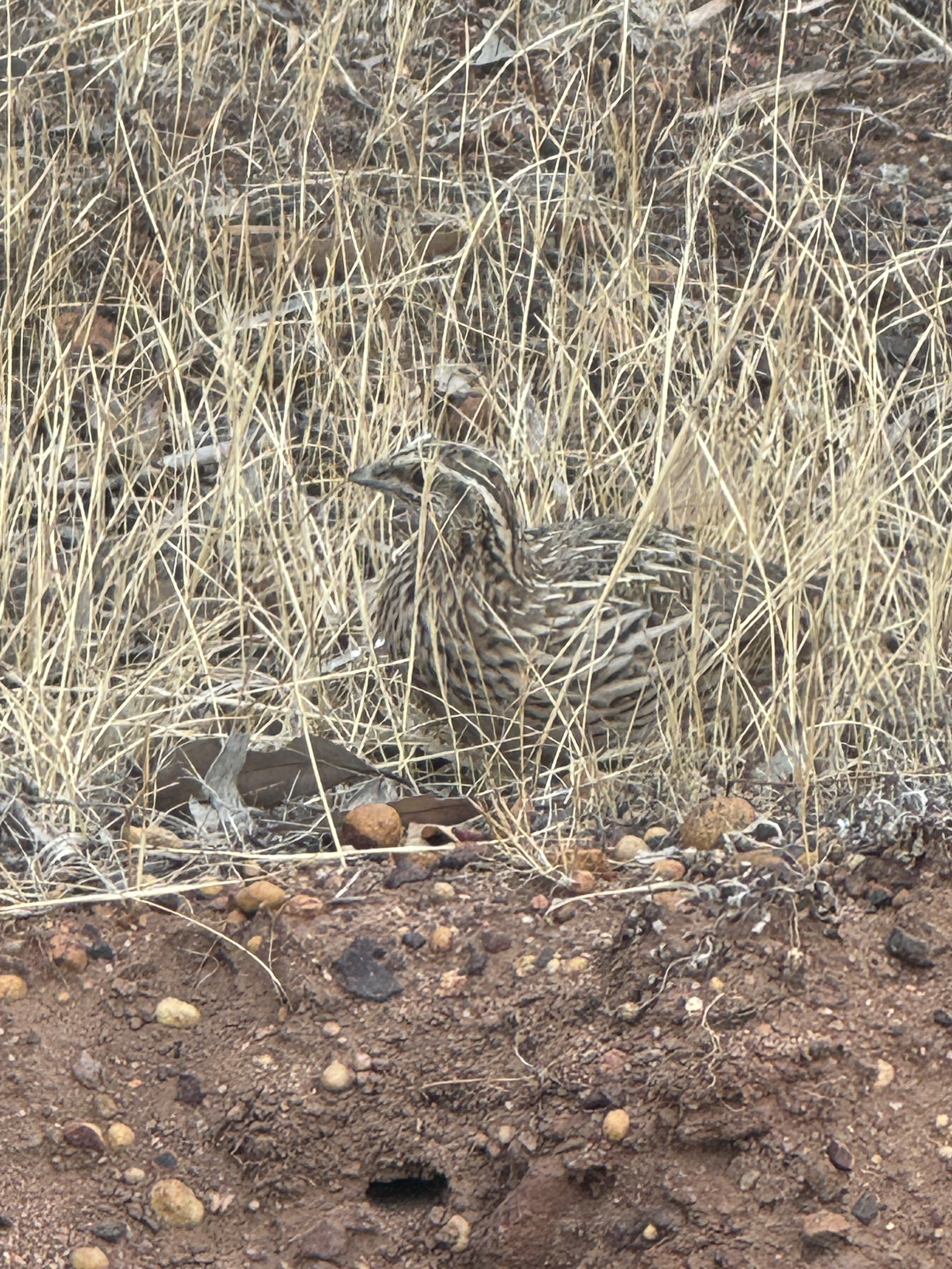 Stubble Quail (Coturnix pectoralis), photo 2