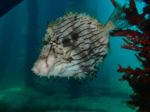 Tasselled leatherjacket (Chaetodermis penicilligerus) — Monacanthidae — 5
