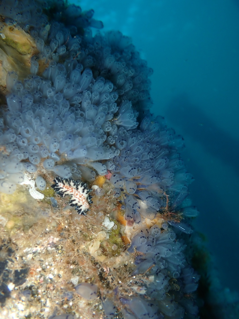 Clavelina moluccensis
