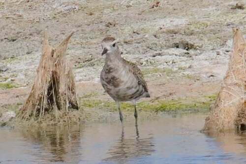 American Golden Plover (Pluvialis dominica), photo 4