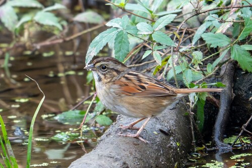 Swamp Sparrow (Melospiza georgiana), photo 5