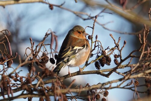 Eurasian Chaffinch (Fringilla coelebs), photo 5