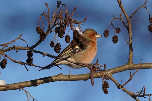 Eurasian Chaffinch (Fringilla coelebs), photo 6