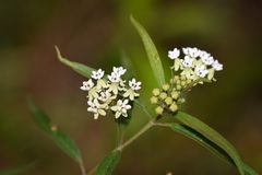 Asclepias nivea