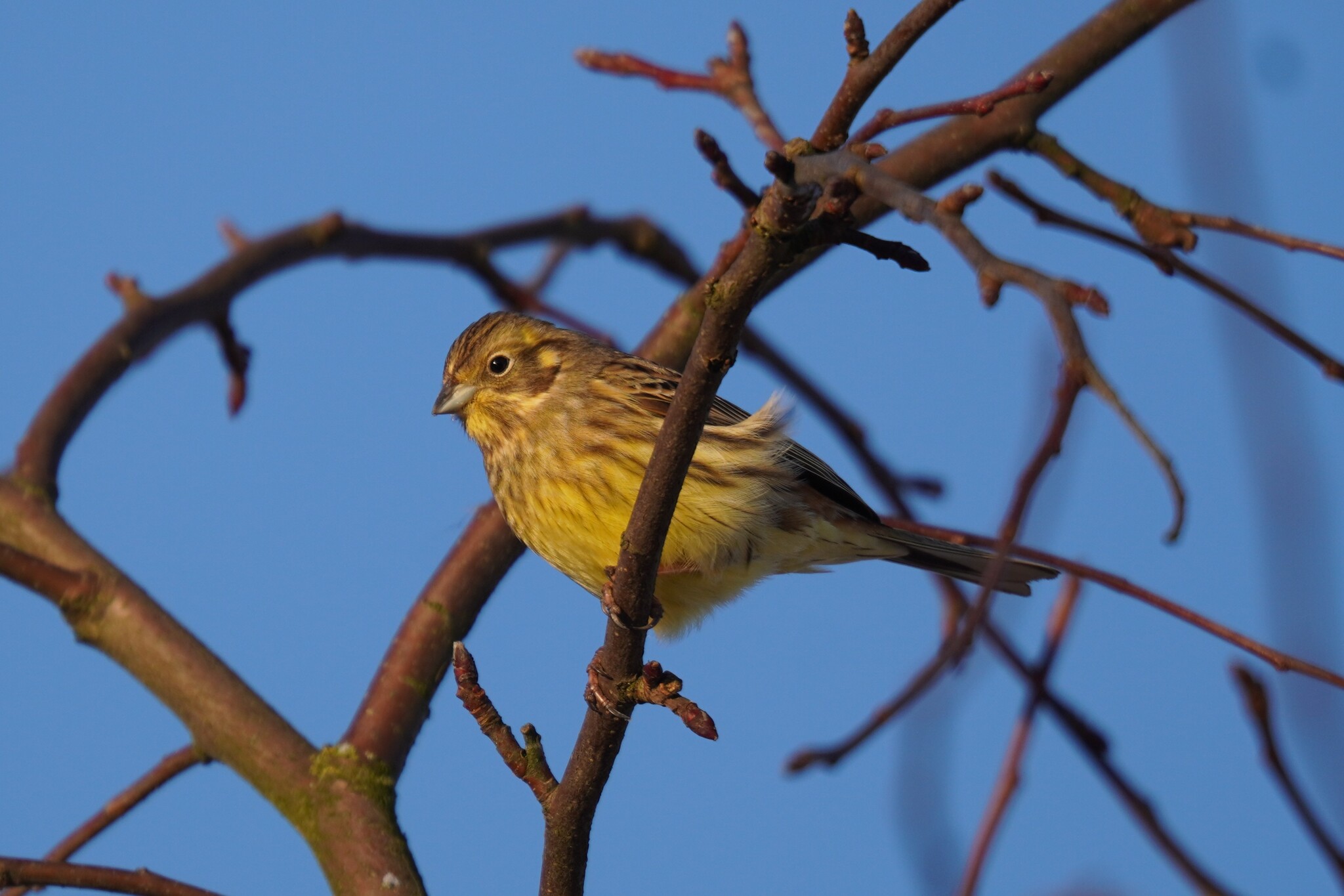 Yellowhammer (Emberiza citrinella), photo 4