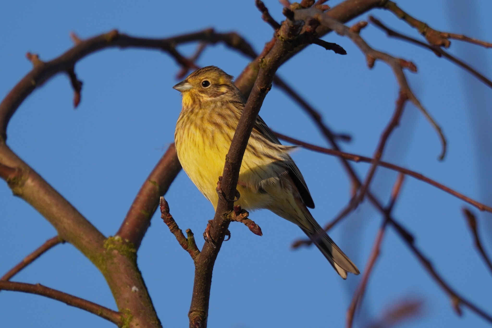 Yellowhammer (Emberiza citrinella), photo 5