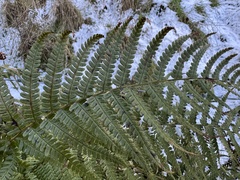 Dryopteris affinis