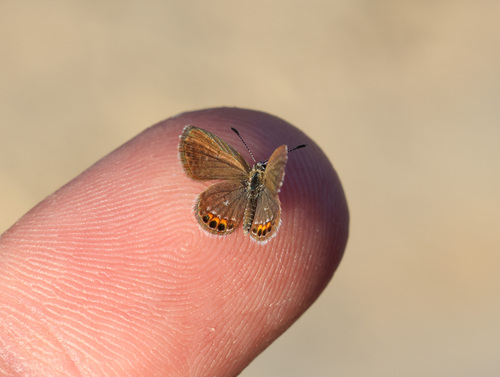 Brown Grass Jewel photo 2