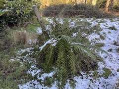 Dryopteris affinis, photograph pondbob, CC0, iNaturalist via GBIF