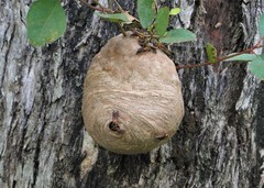 Polybia chrysothorax