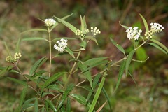 Asclepias nivea