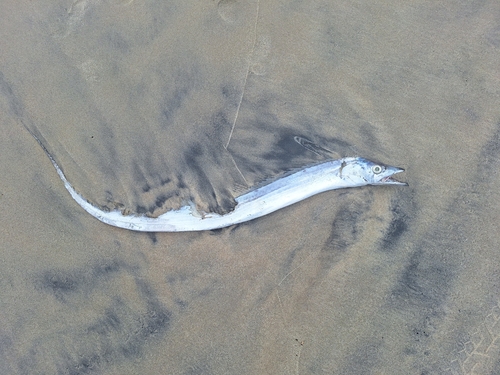 Atlantic Cutlassfish (Trichiurus lepturus) — Trichiuridae