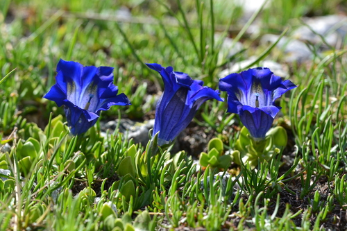 Southern Gentian (Gentiana alpina)