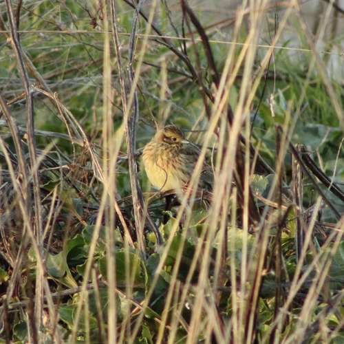 Cirl Bunting (Emberiza cirlus)