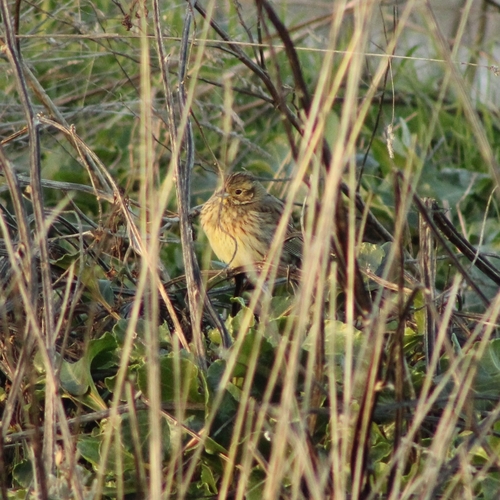 Cirl Bunting (Emberiza cirlus), photo 2