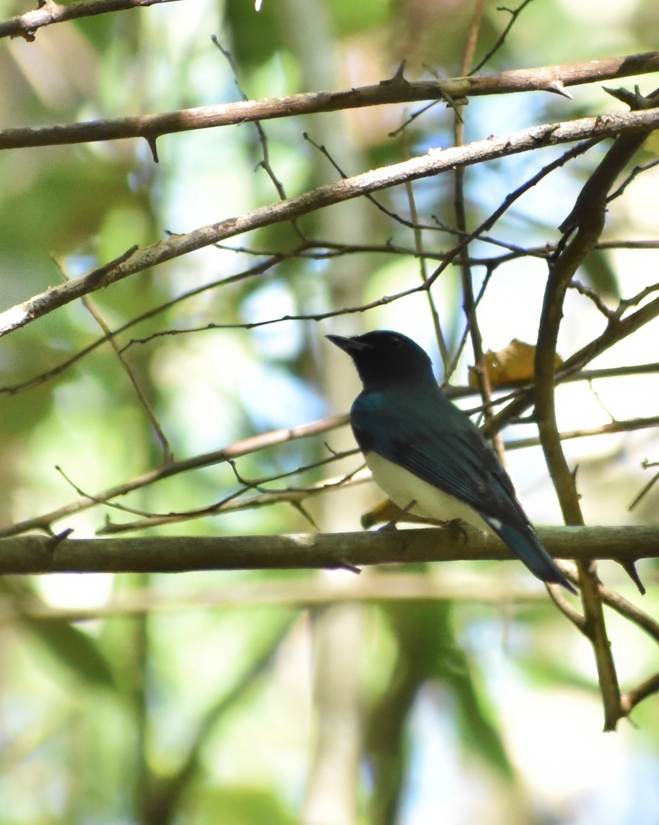 Blue-and-white Flycatcher