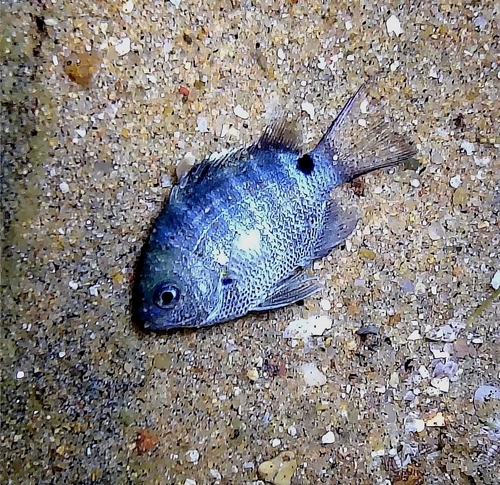 Blackspot sergeant (Abudefduf sordidus) — Pomacentridae — 3