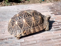 Indian Star Tortoise photo 5