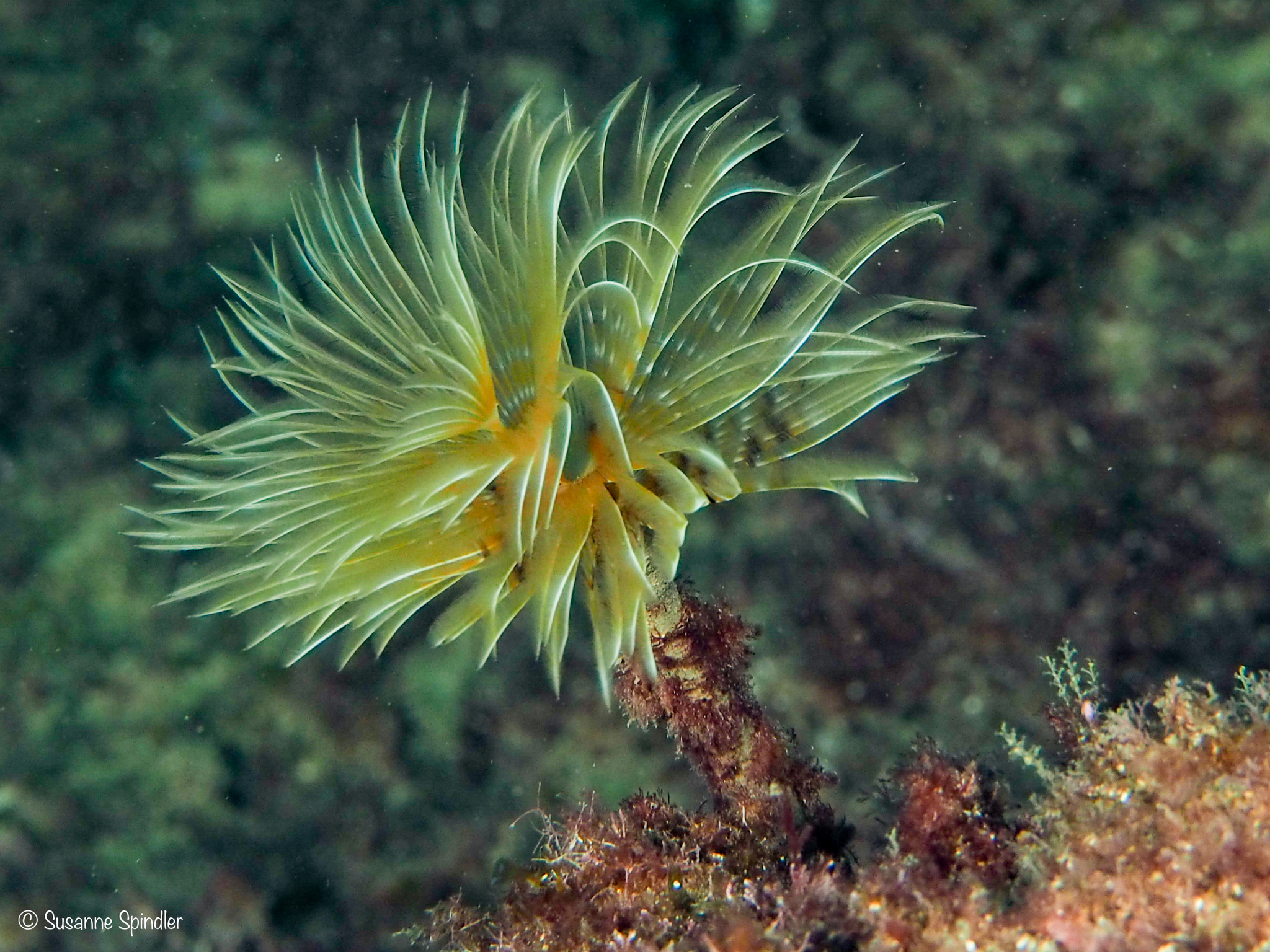 Sabella spallanzanii (Gmelin, 1791)