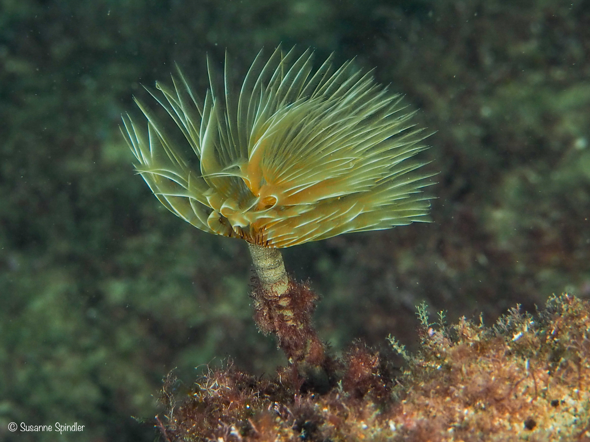 Sabella spallanzanii (Gmelin, 1791)