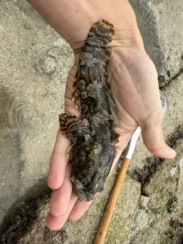 Gulf toadfish (Opsanus beta) — Batrachoididae — 3