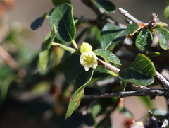Sageretia thea, photograph (c) Joey Bom, some rights reserved (CC BY)