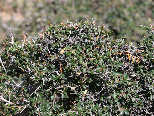 Sageretia thea, photograph 5