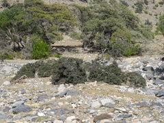 Sageretia thea, photograph (c) Joey Bom, some rights reserved (CC BY)