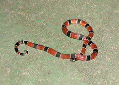 Micrurus corallinus