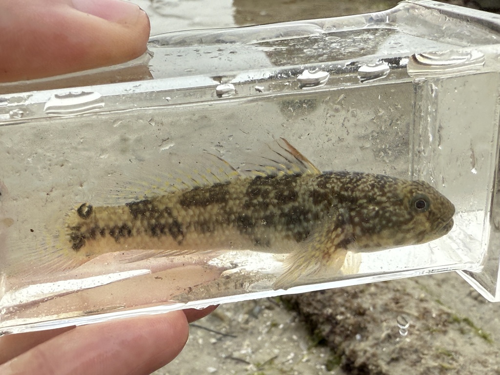 Frillfin goby (Bathygobius soporator) — Gobiidae