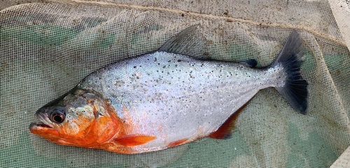 Slender piranha (Serrasalmus elongatus) — Serrasalmidae