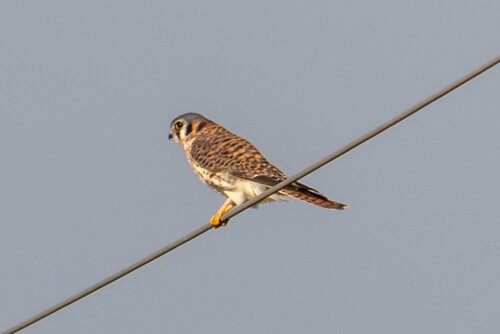 American Kestrel (Falco sparverius), photo 6