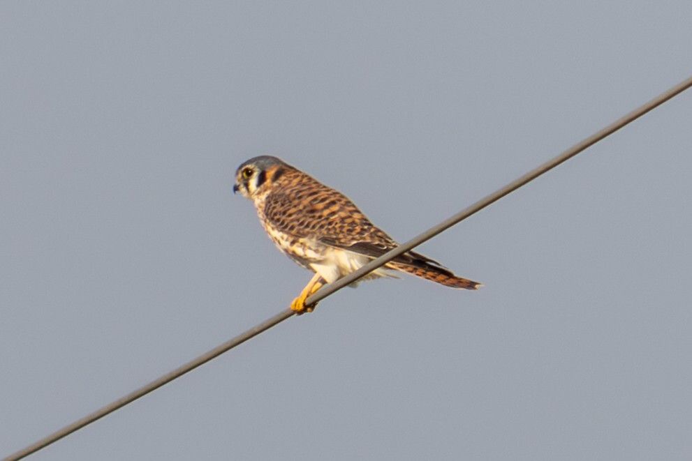 American Kestrel (Falco sparverius), photo 7