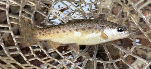 Gila-forel (Oncorhynchus gilae) — Salmonidae — 4