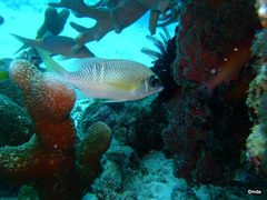 Scolopsis margaritifera