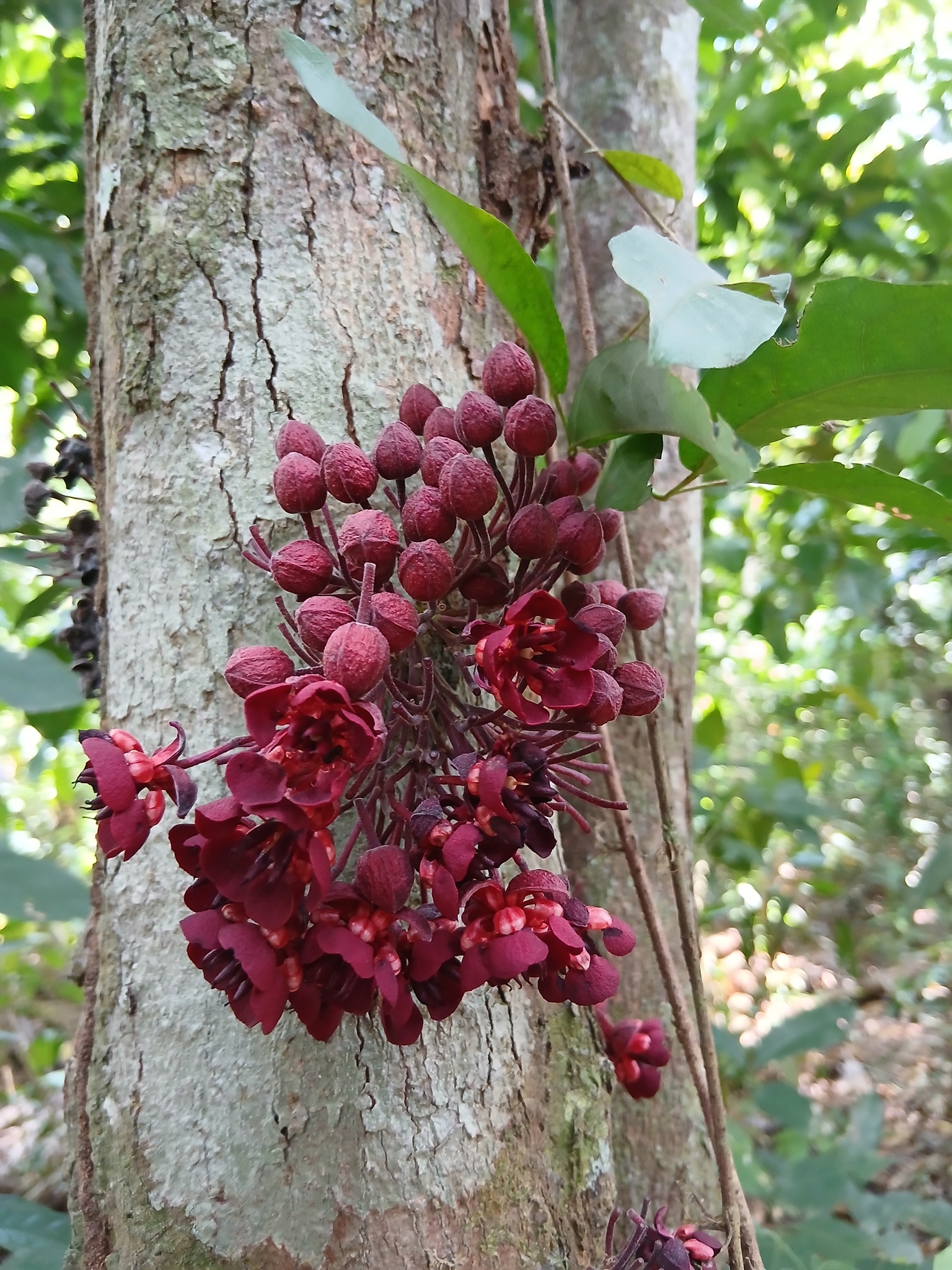 Theobroma speciosum