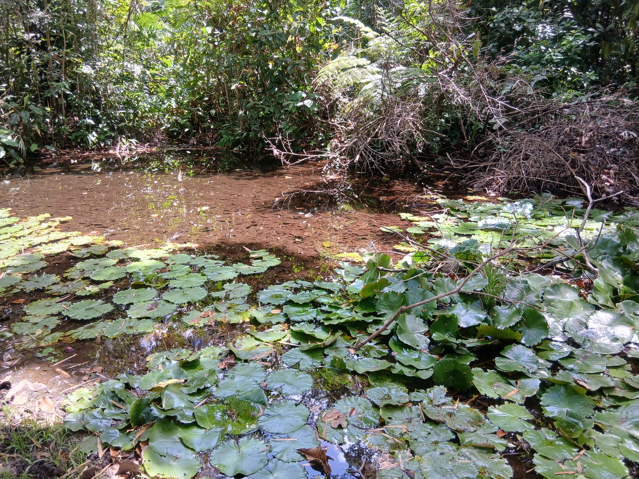 Nymphaea rudgeana