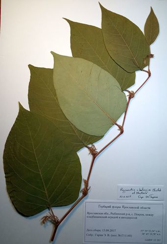 Boheminė reinutrė nuotrauka