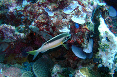 Scolopsis margaritifera