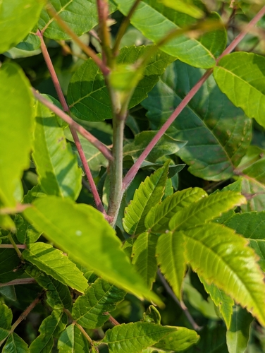 Northern Sumac (Rhus ×)