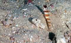 Amblyeleotris periophthalmus