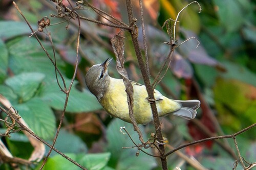 Orange-crowned Warbler (Leiothlypis celata), photo 4