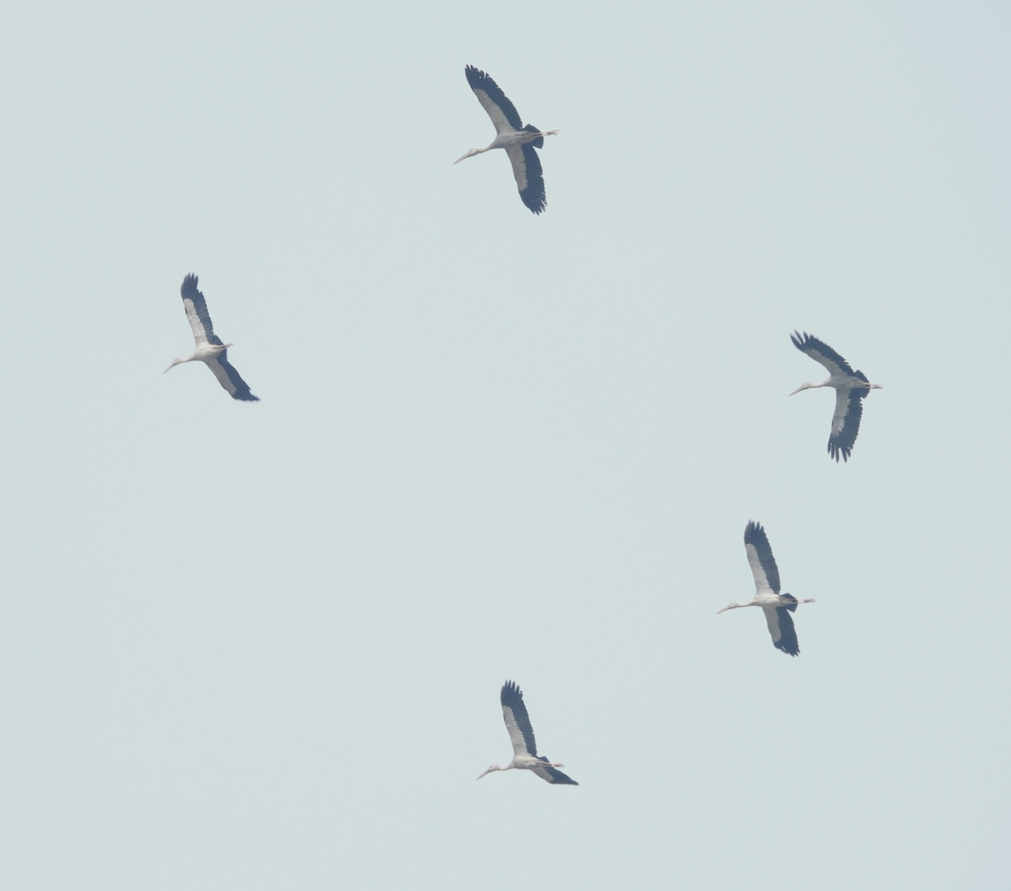 Asian Openbill (Anastomus oscitans), photo 1
