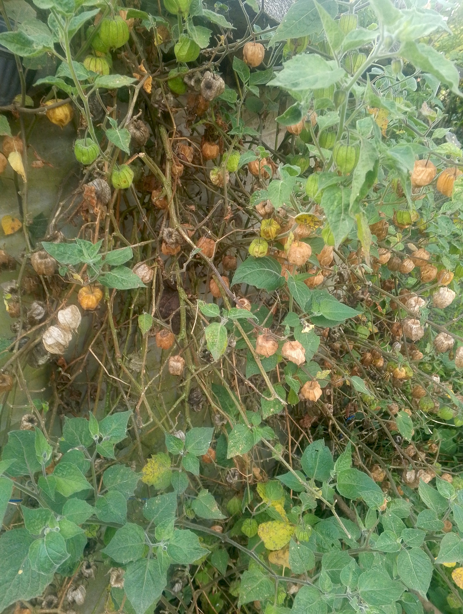 Photo by stalintasiguano via iNaturalist (Copyright stalintasiguano)