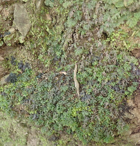 Image of Crepidomanes melanotrichum by (c) Nicola van Berkel, some rights reserved (CC BY-SA)
